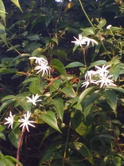 Jasminum
