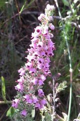 Erica trichadenia