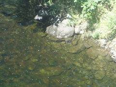 Anguilla rostrata