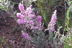 Erica trichadenia