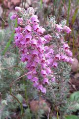 Erica trichadenia