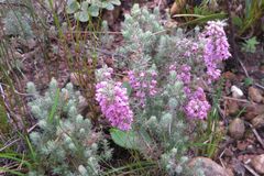 Erica trichadenia