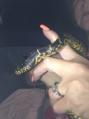 Lampropeltis splendida