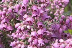 Erica trichadenia