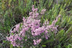 Erica trichadenia