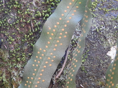 Serpocaulon triseriale