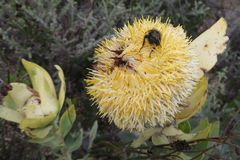 Leucadendron daphnoides