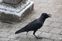 Corvus splendens