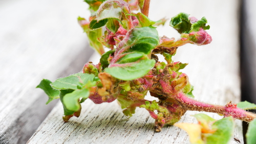 Fuchsia Gall Mite