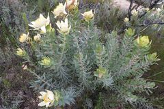 Leucadendron daphnoides