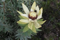 Leucadendron daphnoides
