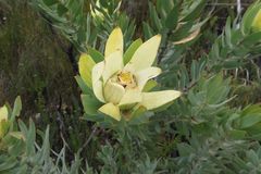 Leucadendron daphnoides