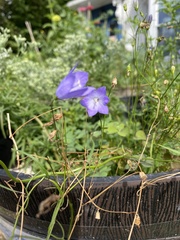 Campanula