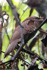 Batrachostomus moniliger