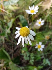 Tripleurospermum inodorum