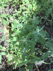 Chenopodium album