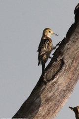 Leiopicus mahrattensis