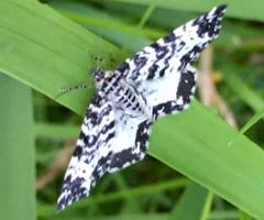Rheumaptera hastata