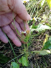 Tripleurospermum inodorum