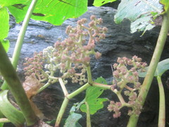 Poikilospermum acuminatum