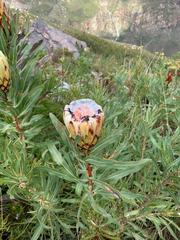Protea burchellii × laurifolia