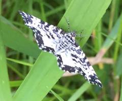 Rheumaptera hastata