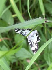 Rheumaptera hastata