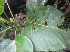 Poikilospermum acuminatum