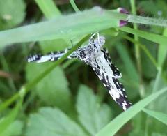 Rheumaptera hastata