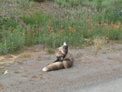 Vulpes vulpes cascadensis