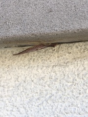 Neoxabea bipunctata
