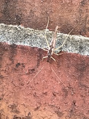 Neoxabea bipunctata