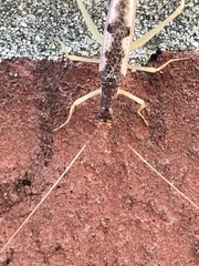 Neoxabea bipunctata