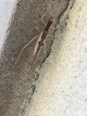Neoxabea bipunctata