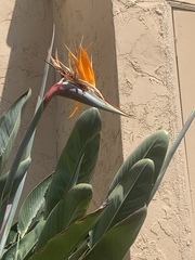 Strelitzia