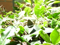 Allosmaitia strophius