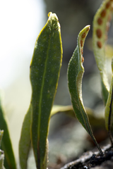 Pleopeltis polylepis