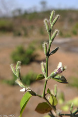 Hypoestes