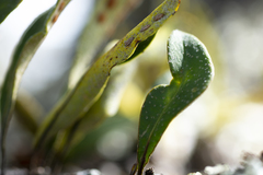 Pleopeltis polylepis