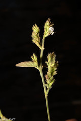 Hypoestes