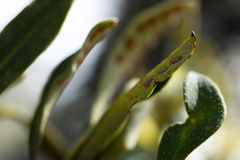 Pleopeltis polylepis