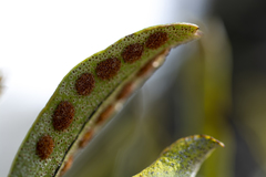 Pleopeltis polylepis