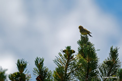 Carduelis citrinella