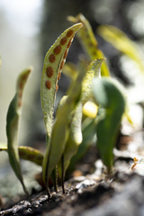 Pleopeltis polylepis