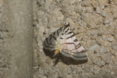 Conchylodes ovulalis