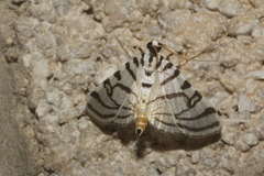 Conchylodes ovulalis