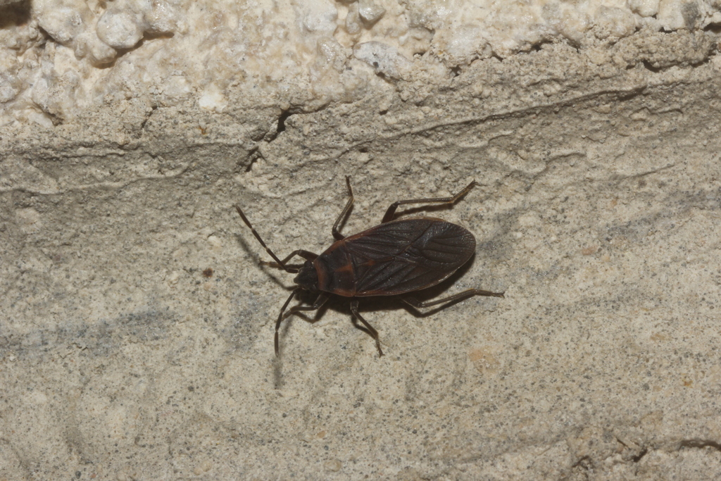 Melacoryphus facetus