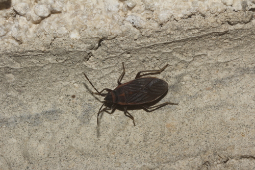 Melacoryphus facetus