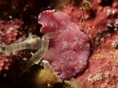 Pseudoceros goslineri