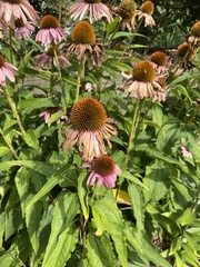 Echinacea